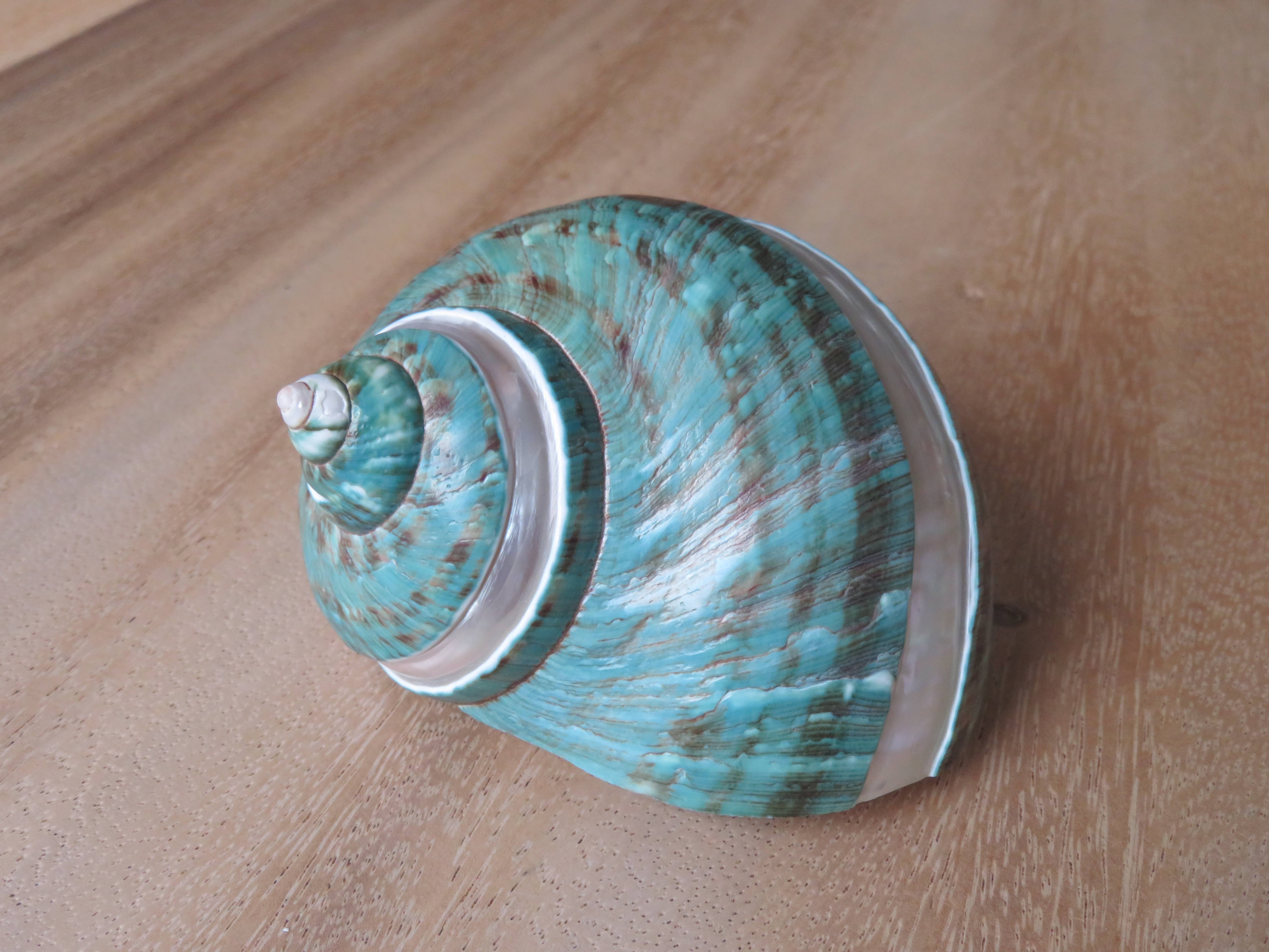 Product Import Holland - Wholesale Decorative Tabletop Object - Turbo Poleng - shell - decoration - beach - unique - beach1