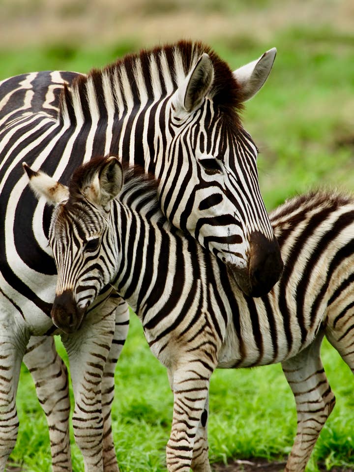 90210 Exotics för wholesale av 90210 Exotics