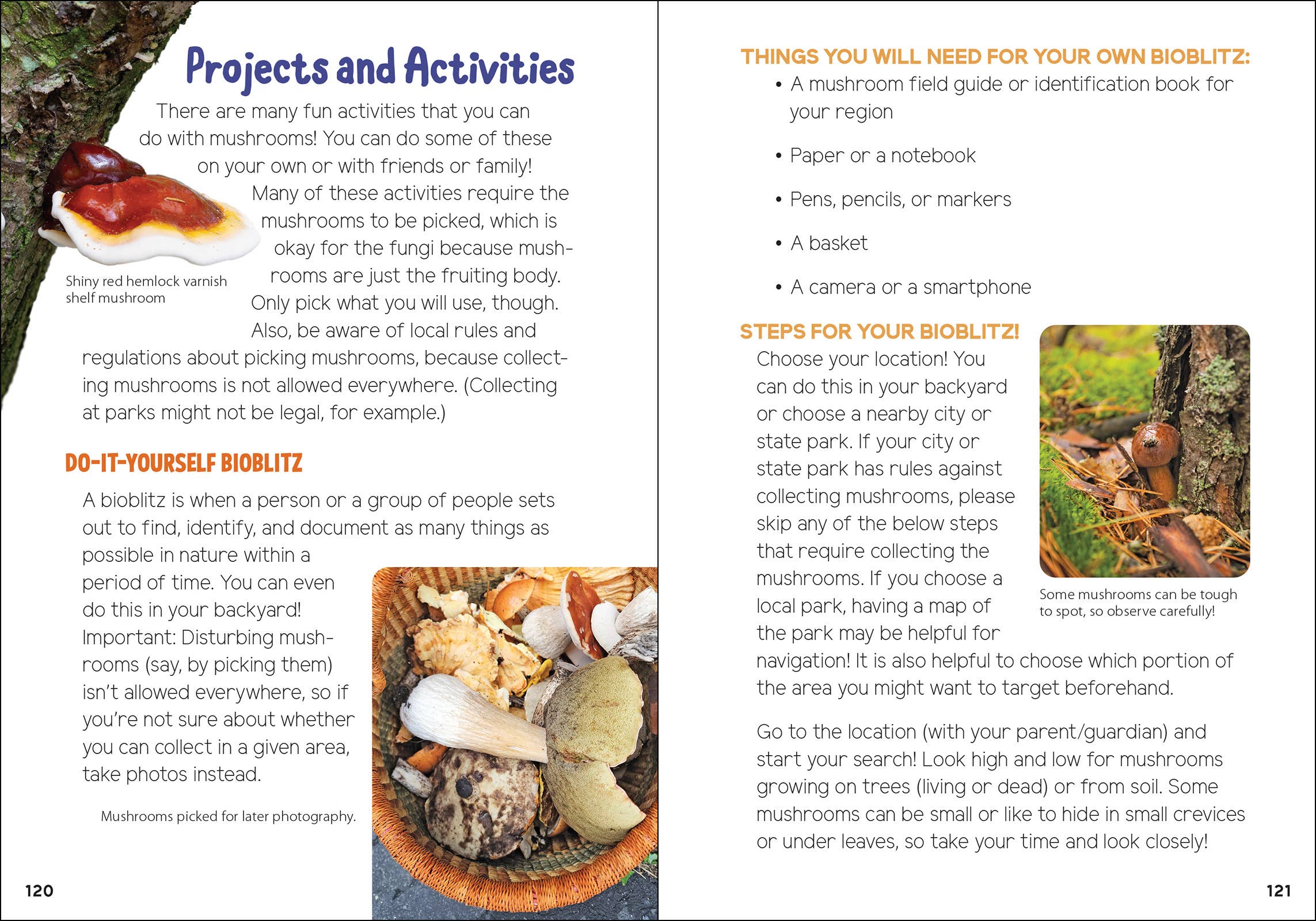 AdventureKEEN - Vente Nature et plein air - Champignons & Fungi pour les enfants14