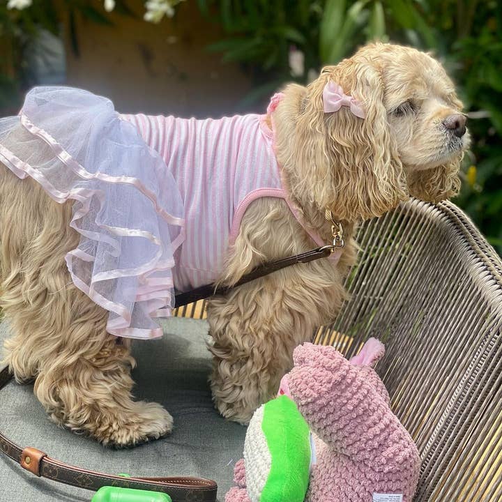 Parisian Pet® – Großhandel Haustierkleid – Hund – Ballerina-Kleid Pink – Perfektes Kleid für besondere Anlässe2