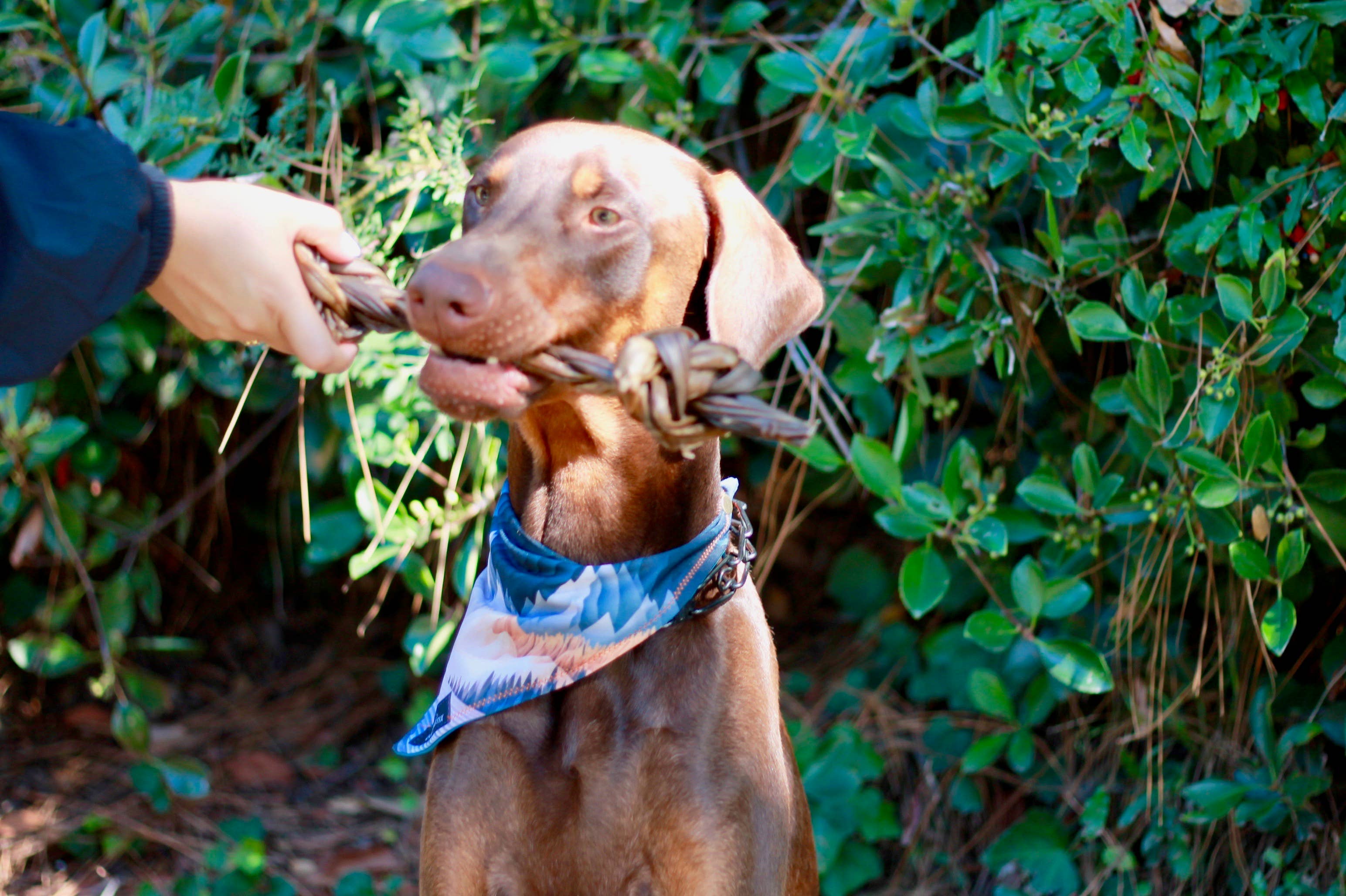 Dogginstix - Wholesale Pet Treats - Dog - Braided Sticks Lamb Collagen Double Knots4