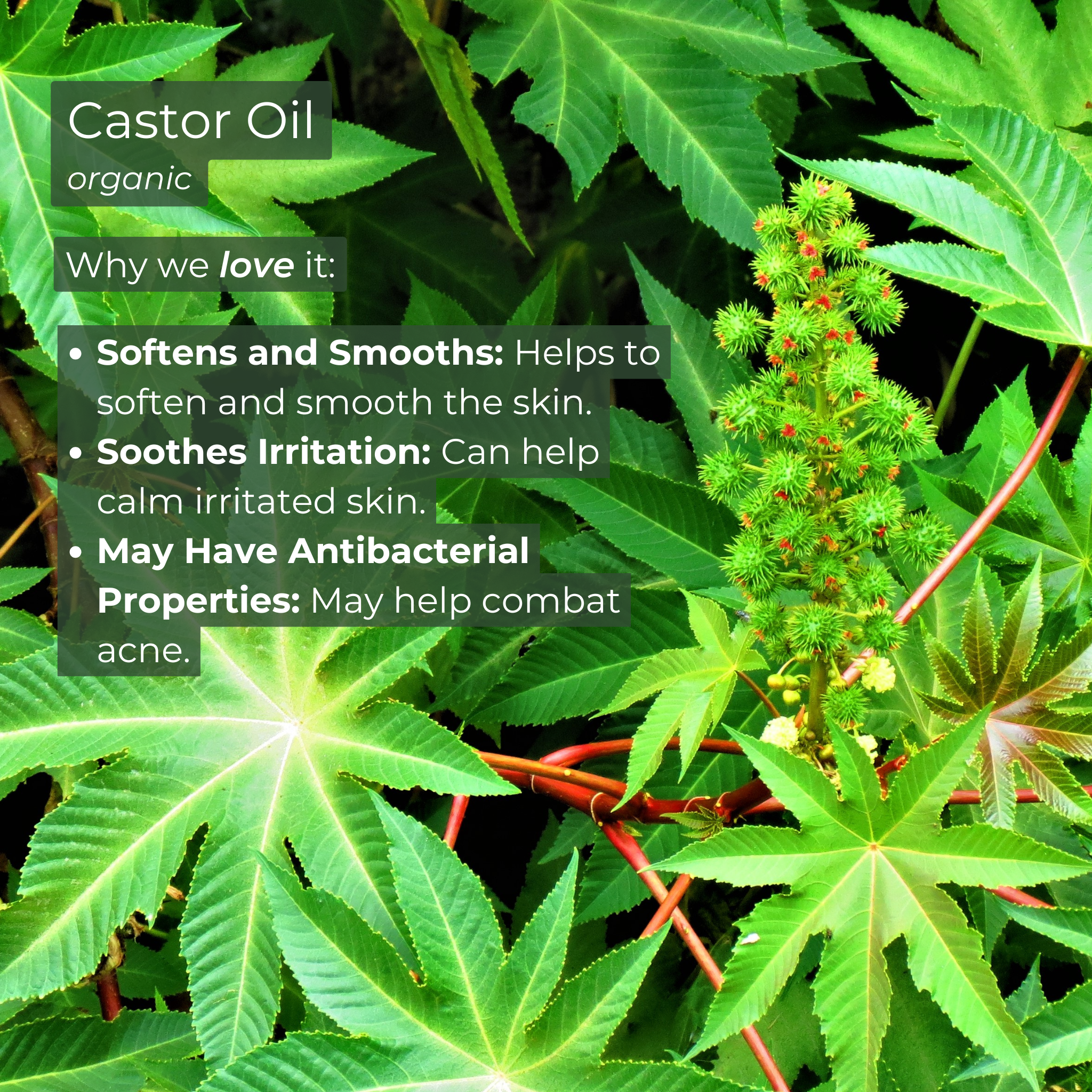 Kula Essentials - Wholesale Facial Serum/Concentrate - Midnight Magic Moisturizing Balm8