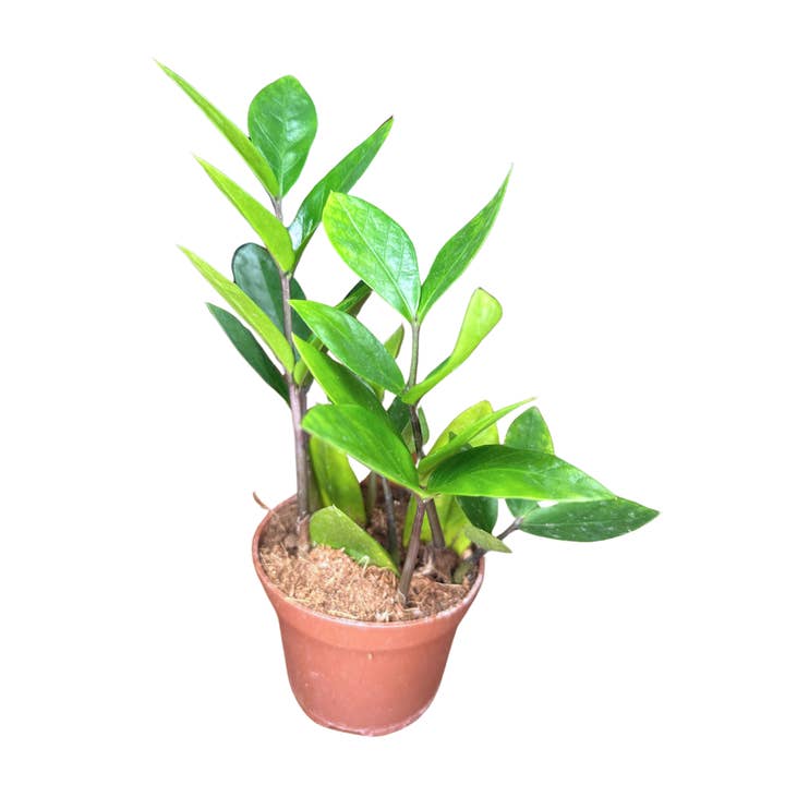 Flow State - Wholesale Live Plant - 4" ZZ Plant - Zamioculcas zamiifolia - Zanzibar Gem - Live1