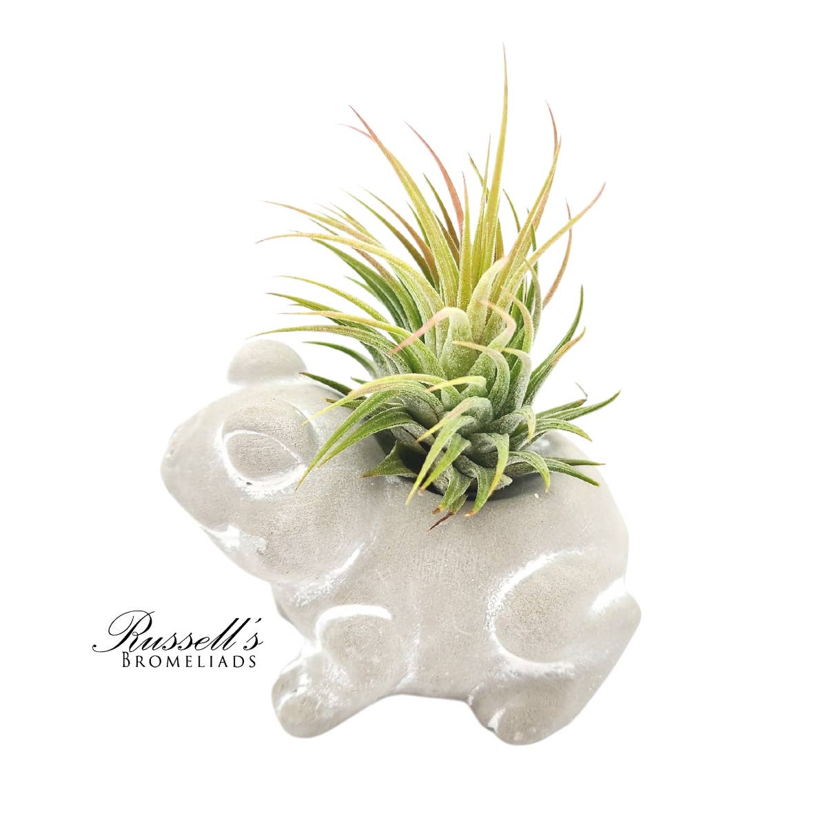 Russell's Bromeliads - Wholesale Decorative Figurine - Petite Menagerie - Half Pack8