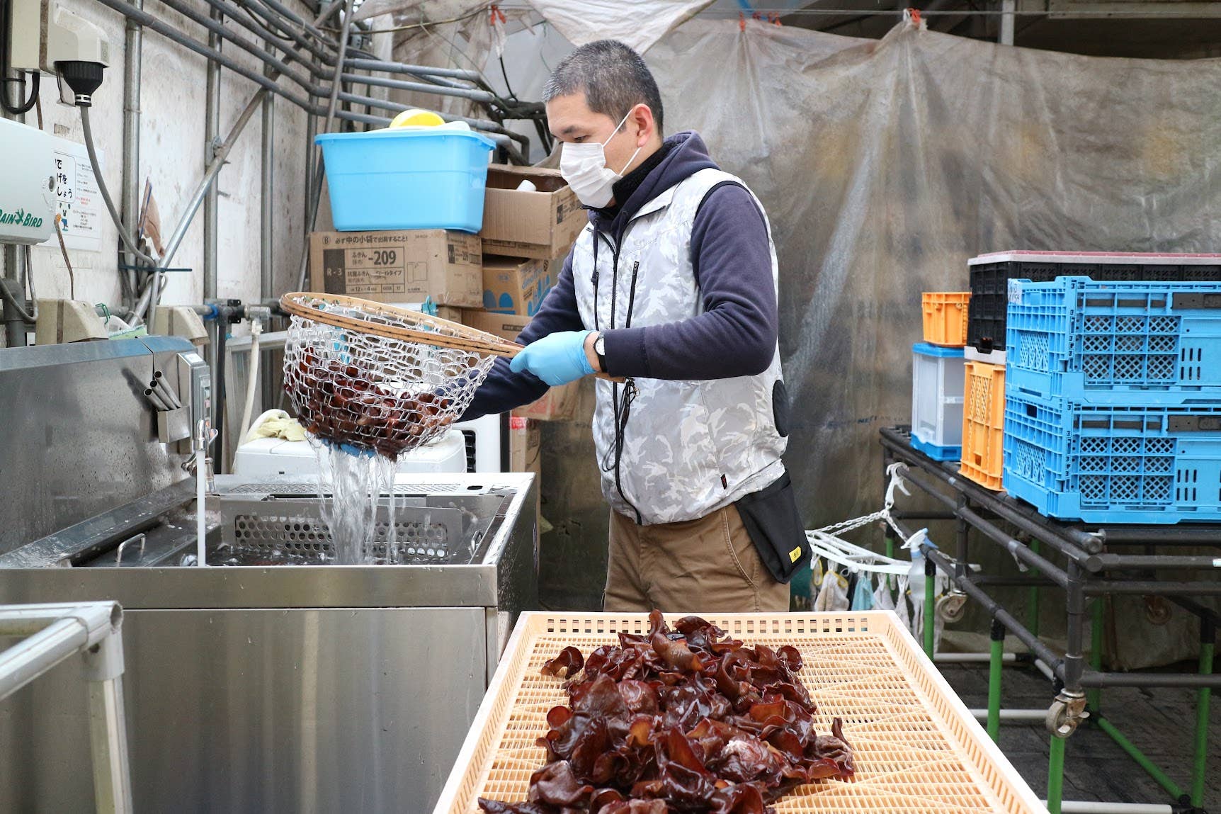 Japan Artisans - Wholesale Dried/dehydrated vegetables - Kasugai-Dried Wood Ear Mushrooms 14g – Organic - Japan12