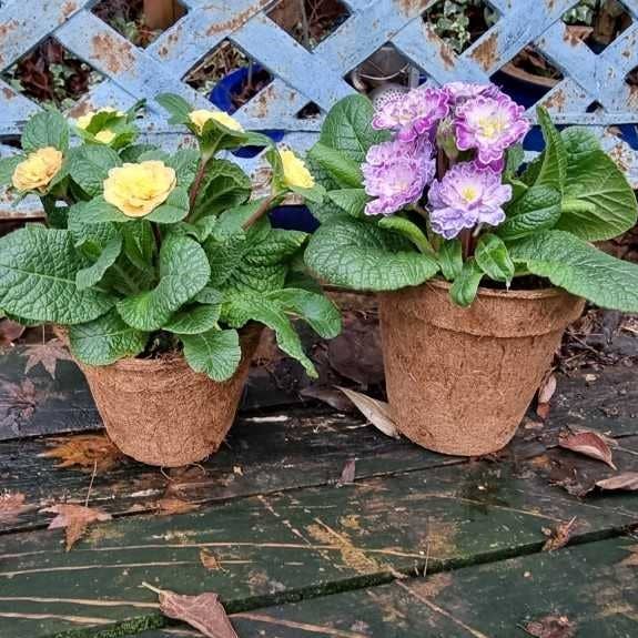 e-pots – wholesale Plant pot – Coir Plant Pots4