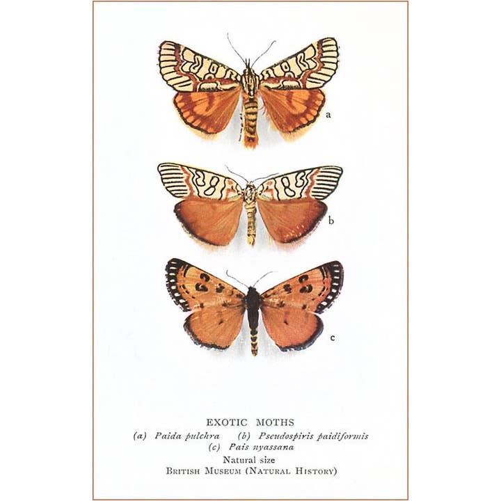 Found Image Press - Vendita all'ingrosso Cartoline - Cartolina IS-08 Falene Esotiche