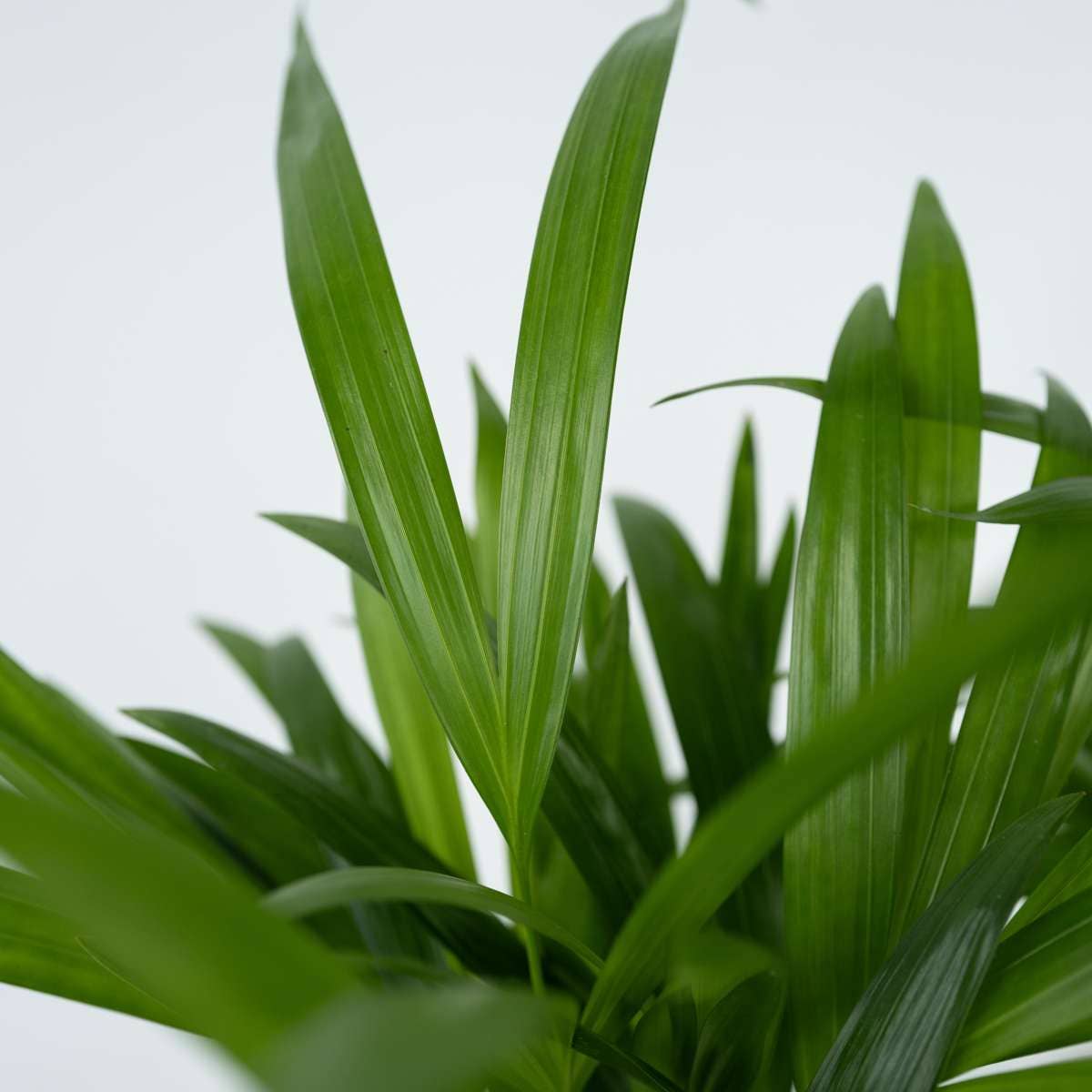 Oasis of Life - Wholesale Live Plant - Areca Palm – 2 Plants – Dypsis Lutescens – Height 100–120cm – Ø21cm – Large Air-Purifying Areca Palms – Easy-Care Houseplants – Tropical Green for Living Room, Office & Conservatory5