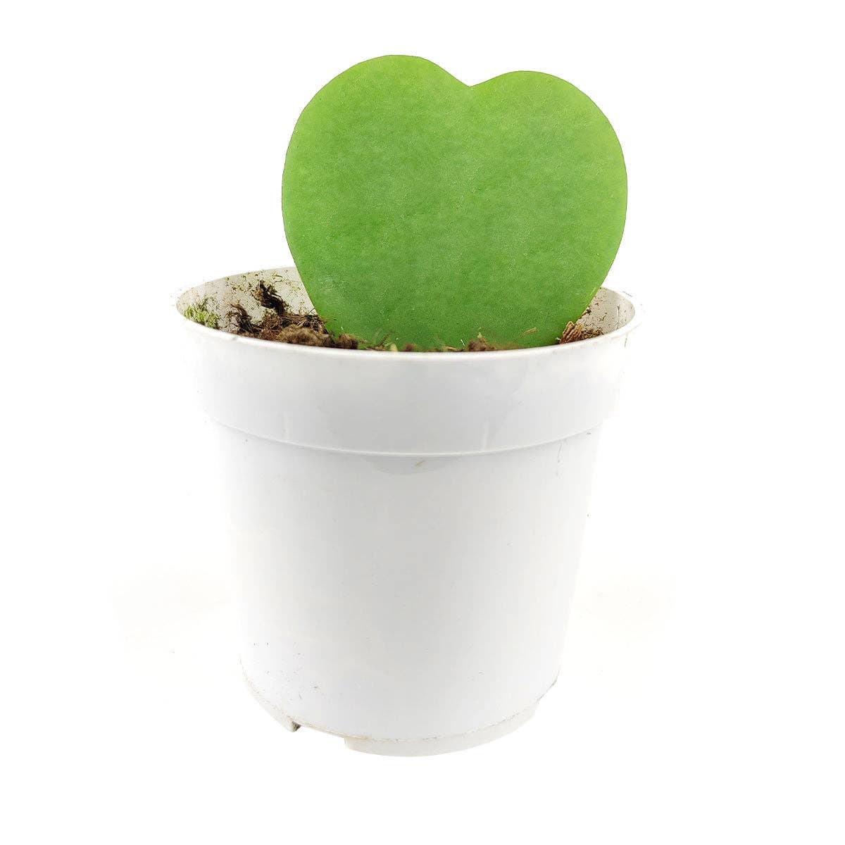 Best Plant Friend - Wholesale Live Plant - Hoya Kerrii Heart - Heart Shaped Houseplants - 2/4 inch Pot2