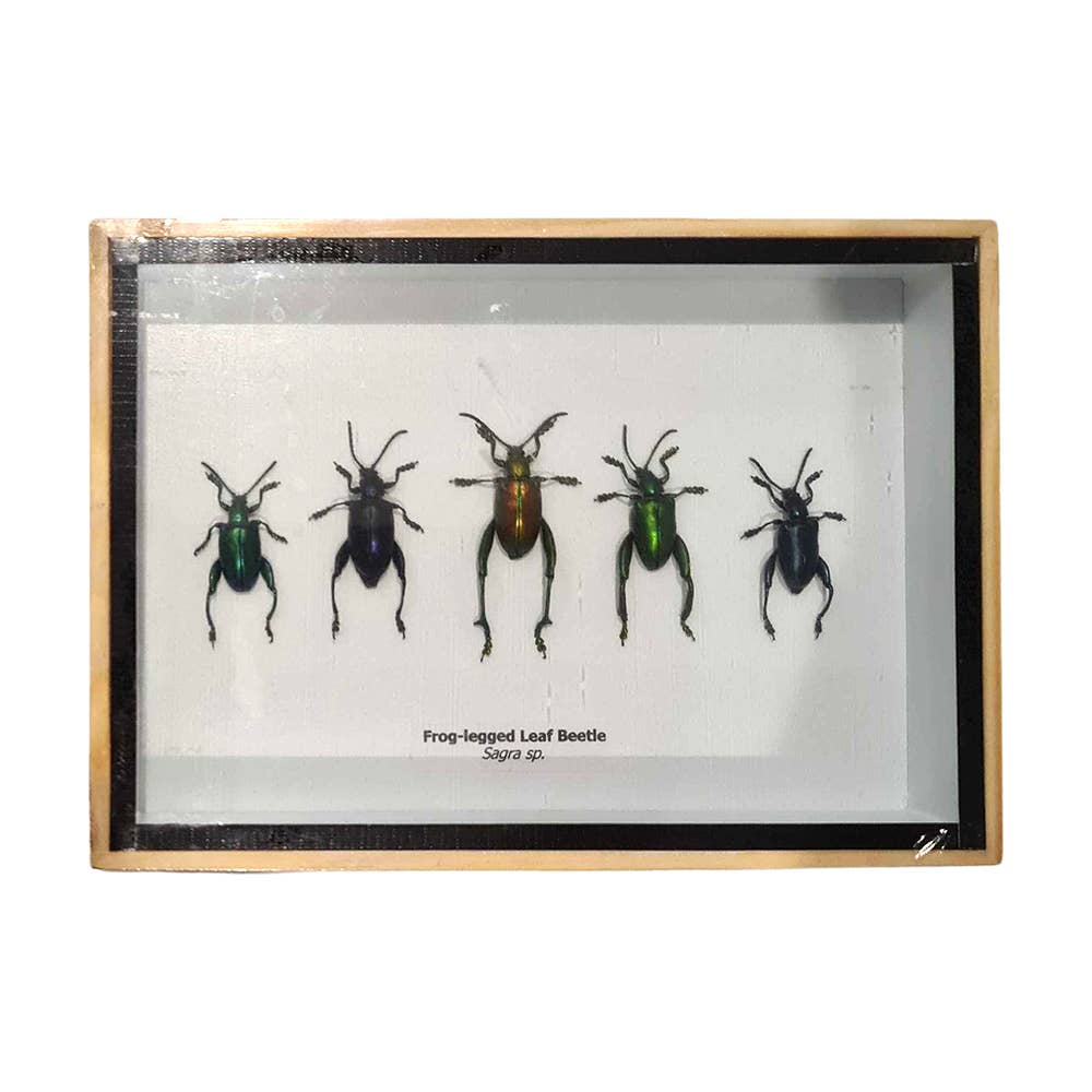 VIE - Wholesale Wall Accent - Framed Insect, Assorted28