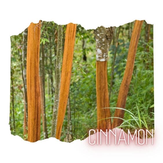 Bouteille en verre d'huile essentielle de cannelle de 10 ml pour la vente par Simply Honest Co.