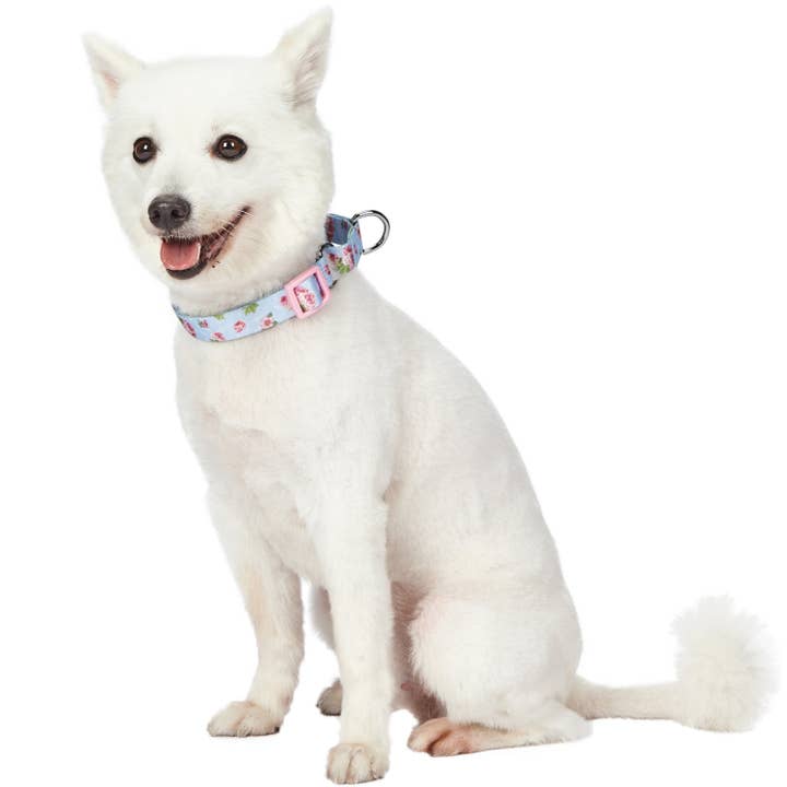Blueberry Pet - Wholesale Pet Collar - Dog - Petal Paws Floral Martingale Safety Training Dog Collar11