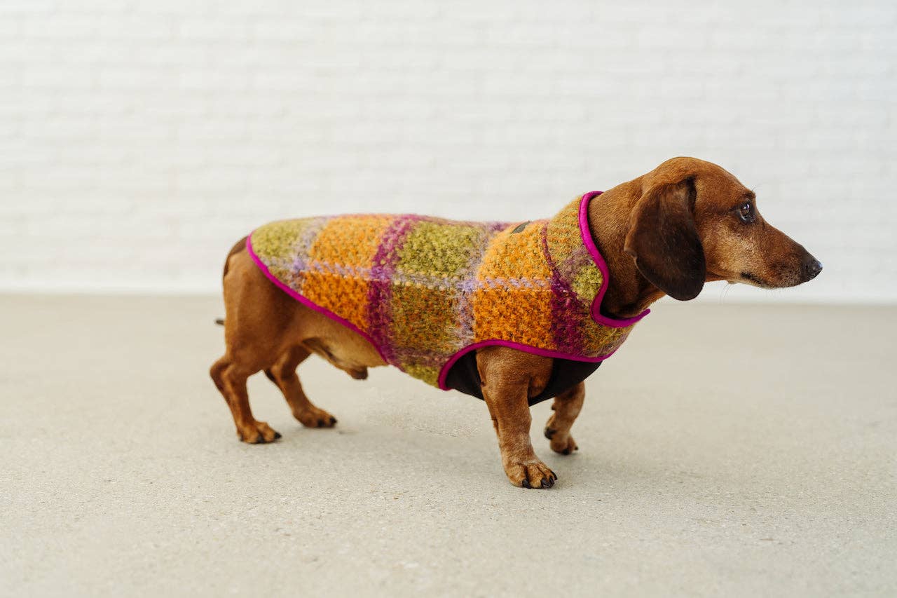 Dachshund Couture - Vendita all'ingrosso Cappotto - Cani - Cappotto invernale Degas per bassotto5