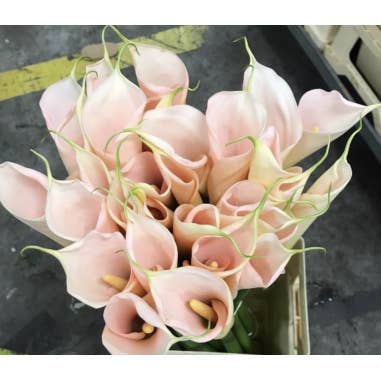 Florasource - Wholesale Fresh Cut Flowers - Calla Lily PEACH Premium 60 stems1