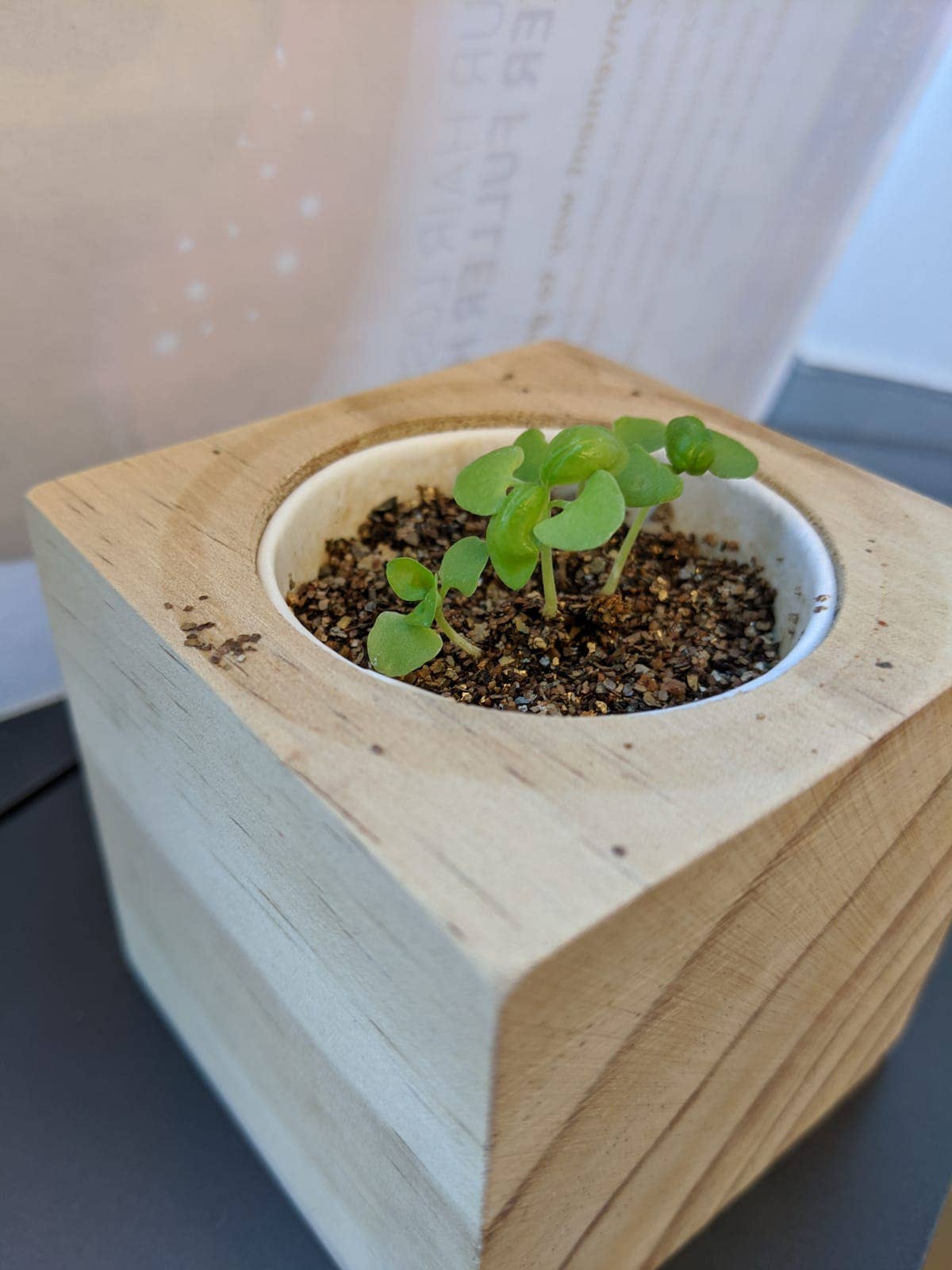 Sprigbox - Wholesale Plant Seeds - Basil Grow Kit | Wooden Planter Box | Herb Gardening5