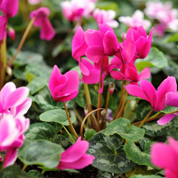 Fairywren Candle Company - Wholesale Travel candles - Hyacinth - Travel Tin Candle 200g2