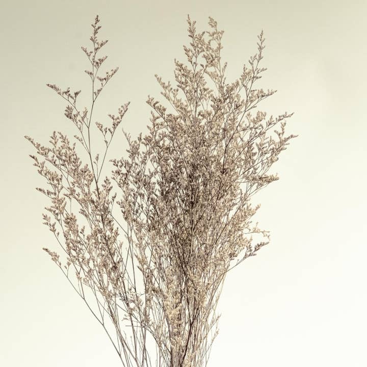 Preserved Caspia - Silver for wholesale by Sola Wood Flowers