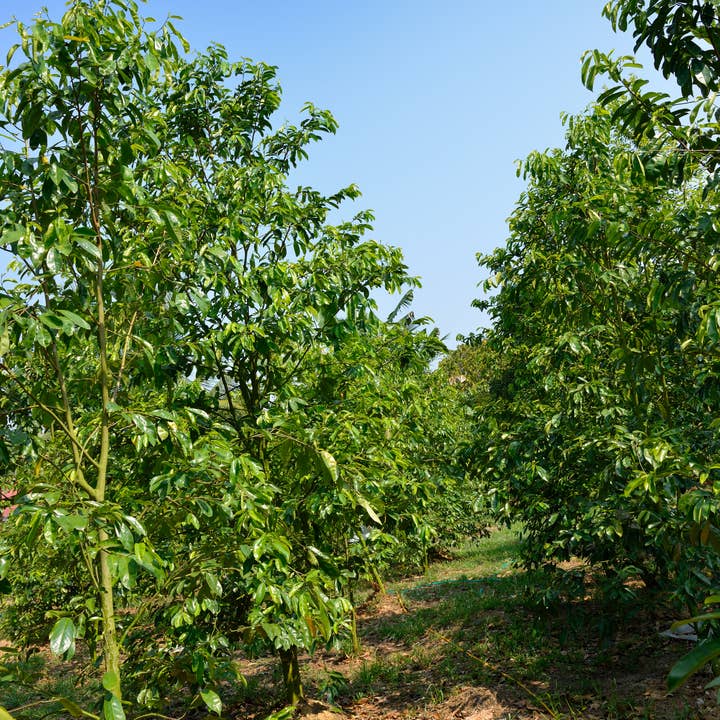 Witchy Pooh's Exotic Teas & Herbs – Chá solto por atacado – Chá de folha inteira de graviola Witchy Pooh's - sem cafeína9