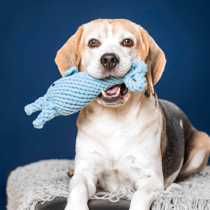 LABONI - Volentis GmbH - Wholesale Pet Rope Toy - Dog - Blanket TEDDY GREY - Multifunctional Blanket15