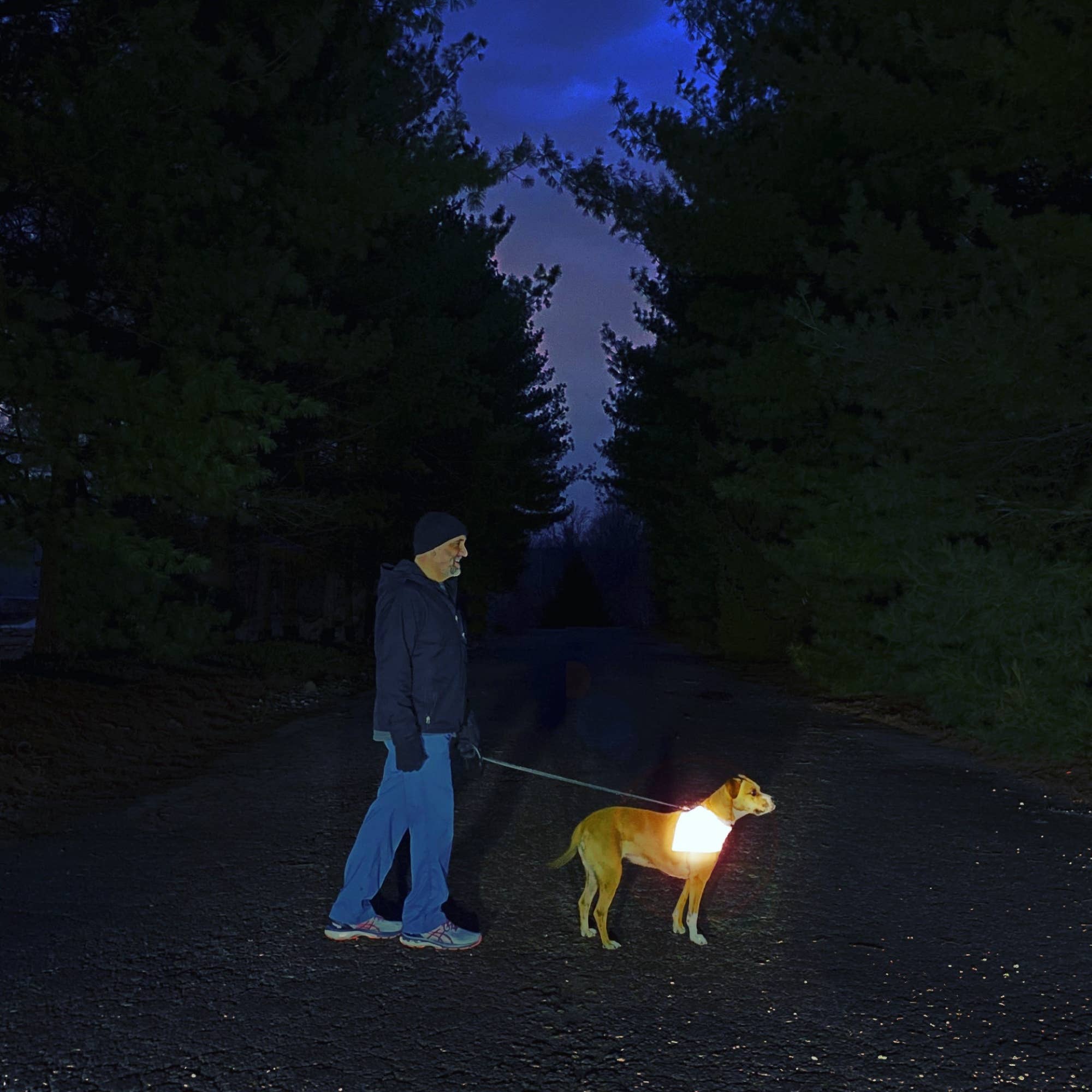 RUFFLECT Dog Bandanas - Wholesale Pet Bandana - Dog - Yellow RUFFLECT®/Stunt Puppy Dog Bandana4