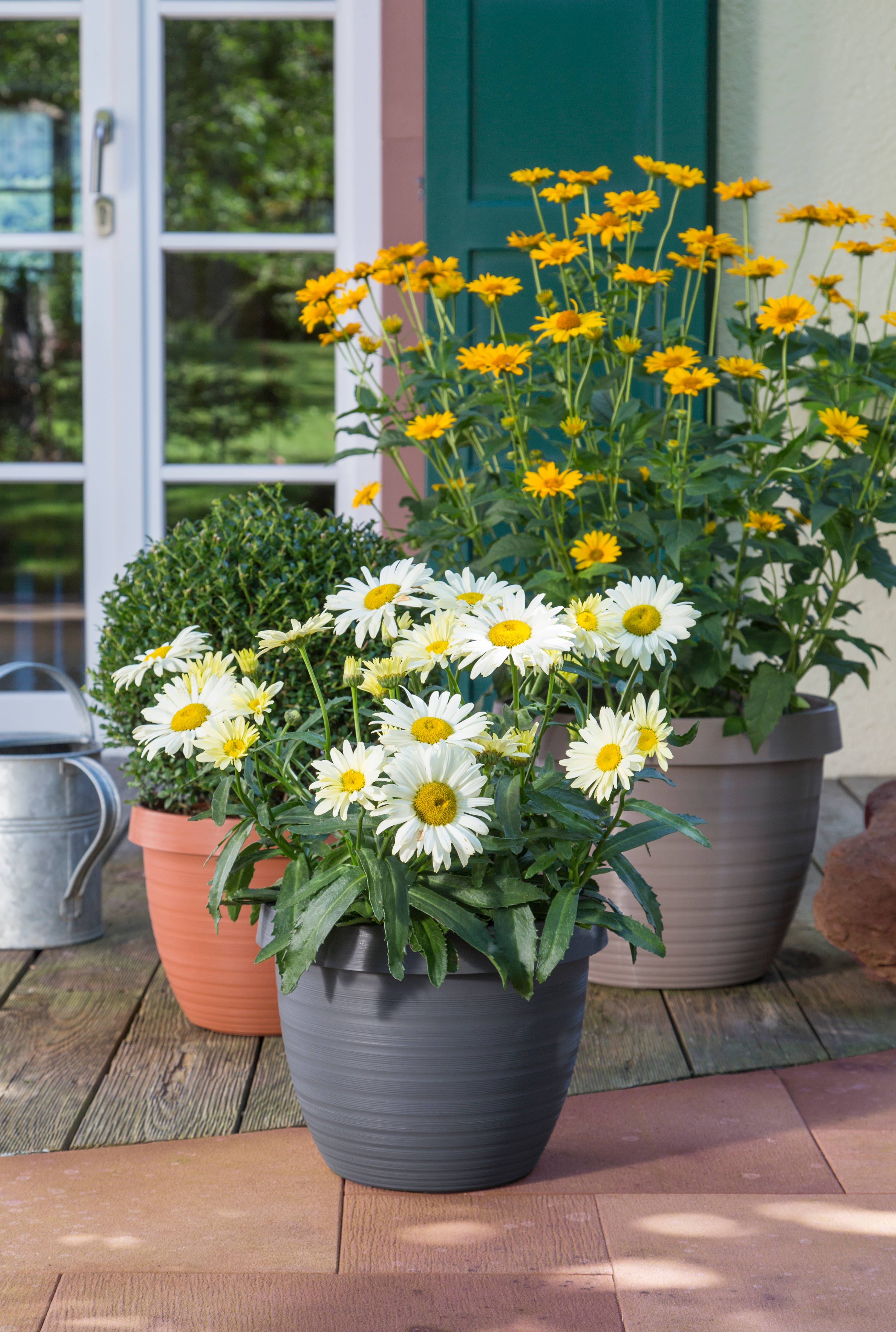 Scheurich - Wholesale Plant Pot - Country Star 270 plastic flower top/planter5