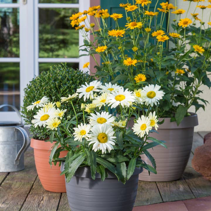 Scheurich - Vente Pot - Country Star 270 bac à fleurs/plante en plastique5