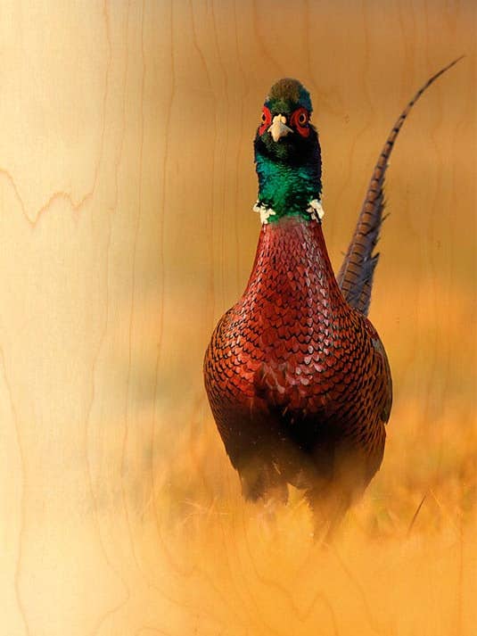 TRÄKORT FASAN FRAMIFRÅN för wholesale av Hironwoods