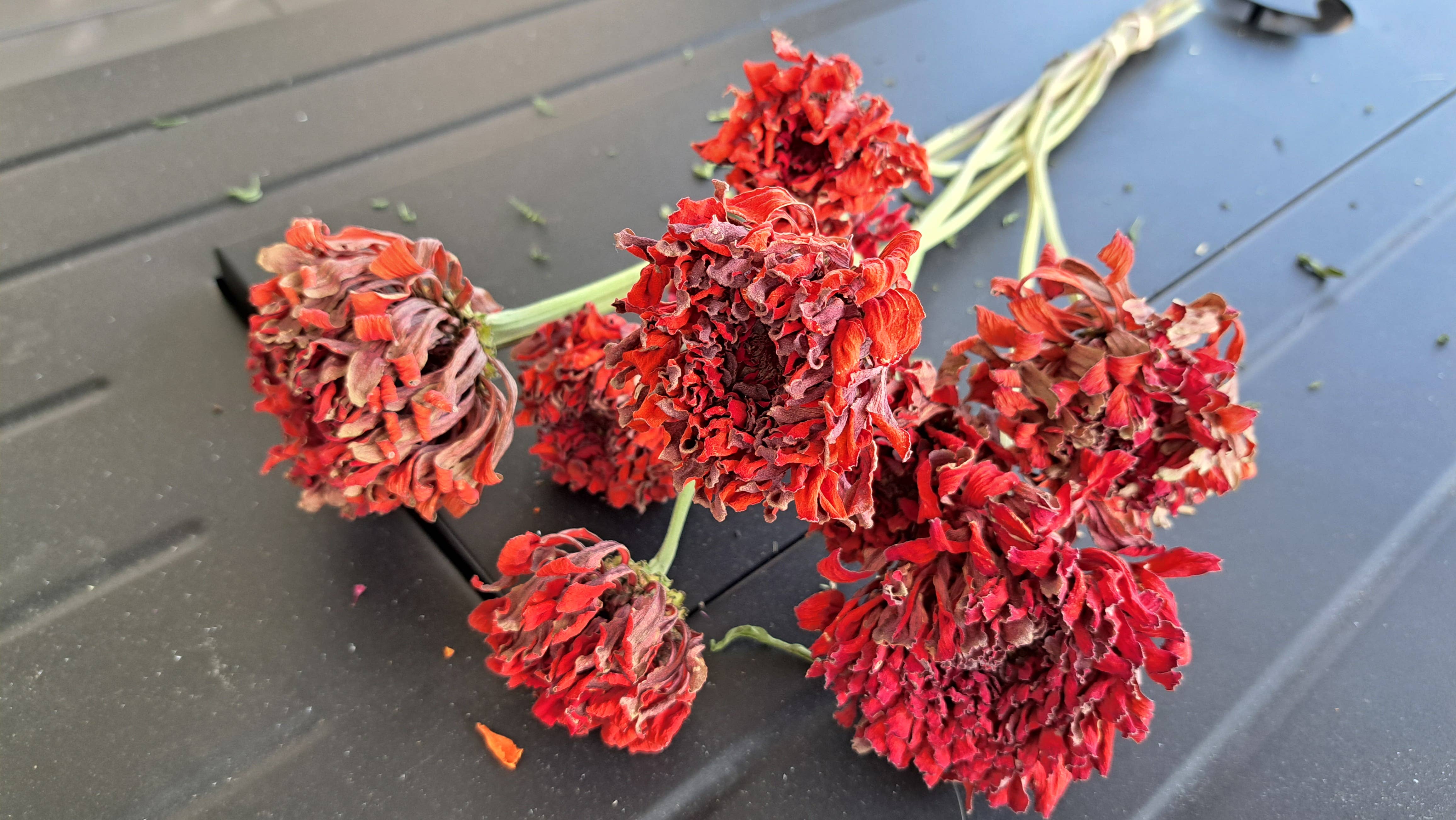 Fence Post Florals - Wholesale Gedroogde/geperste bloemen - Zinnia's1