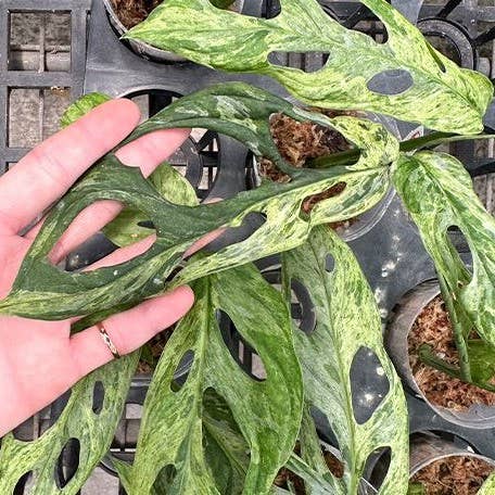OrchidBox – wholesale Levande växt – Monstera adansonii Brokig 'Mint' 2,5"4