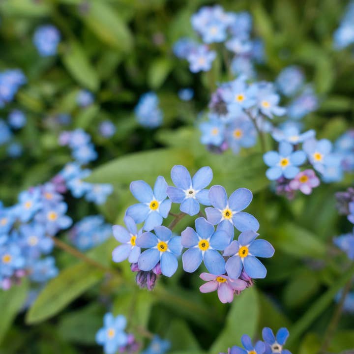 Whitworth Gallery - Wholesale Plant Seeds - Alaskan Forget Me Not Wildflower Seed Packets5