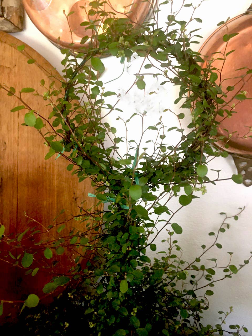 Bella Vintage Home Inc - Wholesale Live Plant - Live Plants- Angel Vine Lollipop1