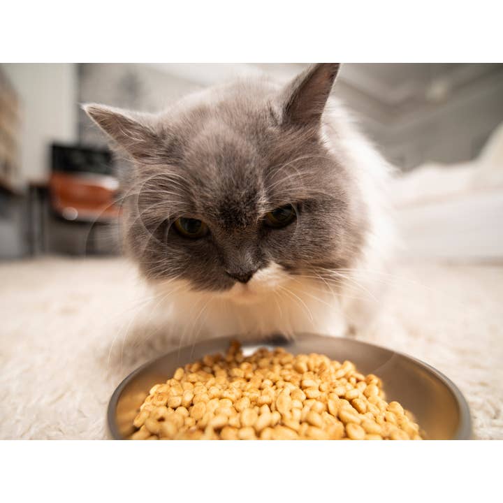 French Bandit - Wholesale Pet Bowl - Cat/Dog - Smart pet feeder