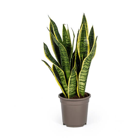 Sansevieria Trifasciata Futura Superba – Planta de interior – Maceta de Ø17 cm – Altura 50-55 cm – Robusta y fácil de cuidar para venta al por mayor de Oasis of Life