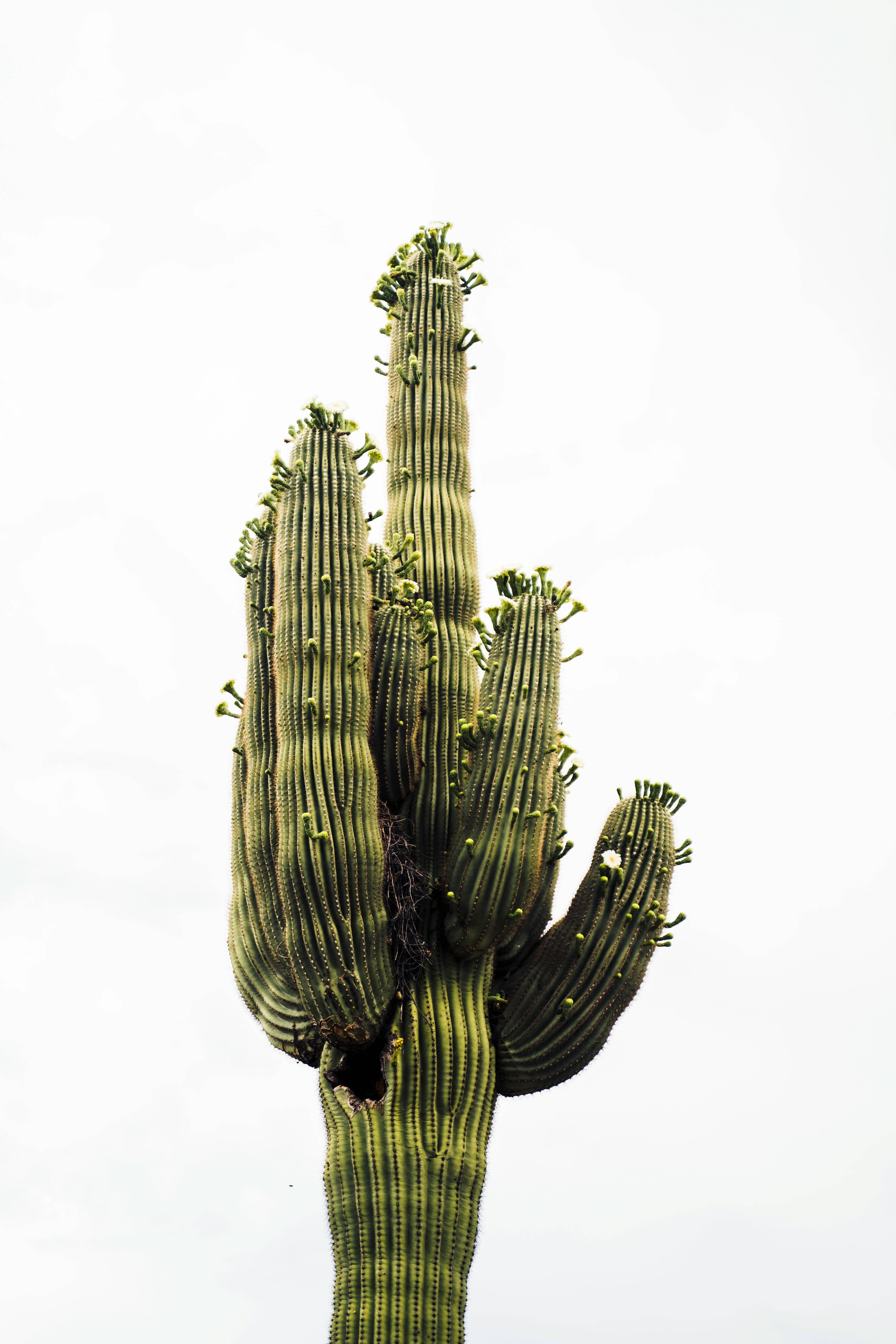 The Jonsteen Company - Wholesale Plant Seeds - Saguaro Cactus | Seed Grow Kit8