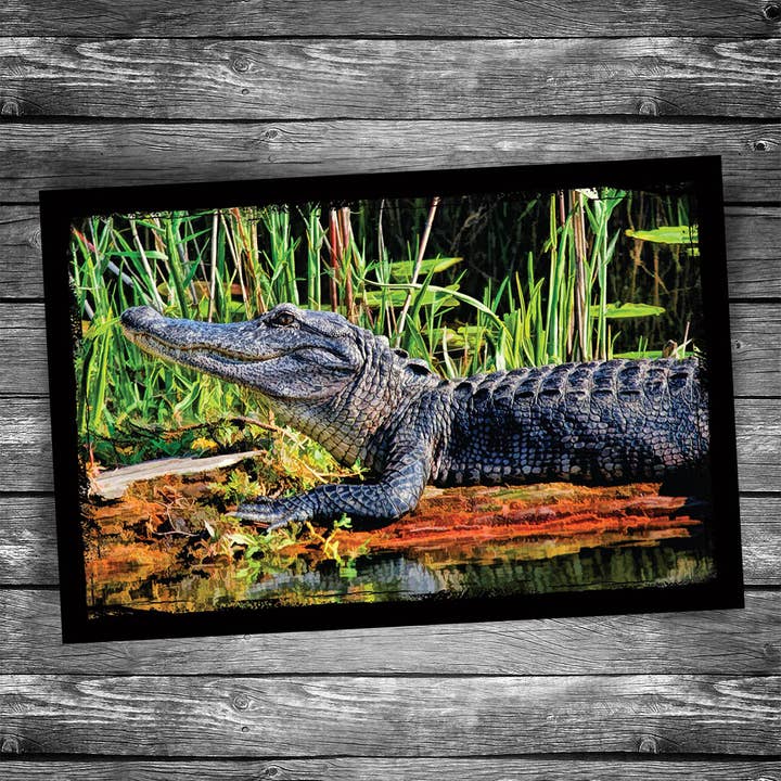 Alligator Postcard for wholesale by Christopher Arndt Postcard Co.