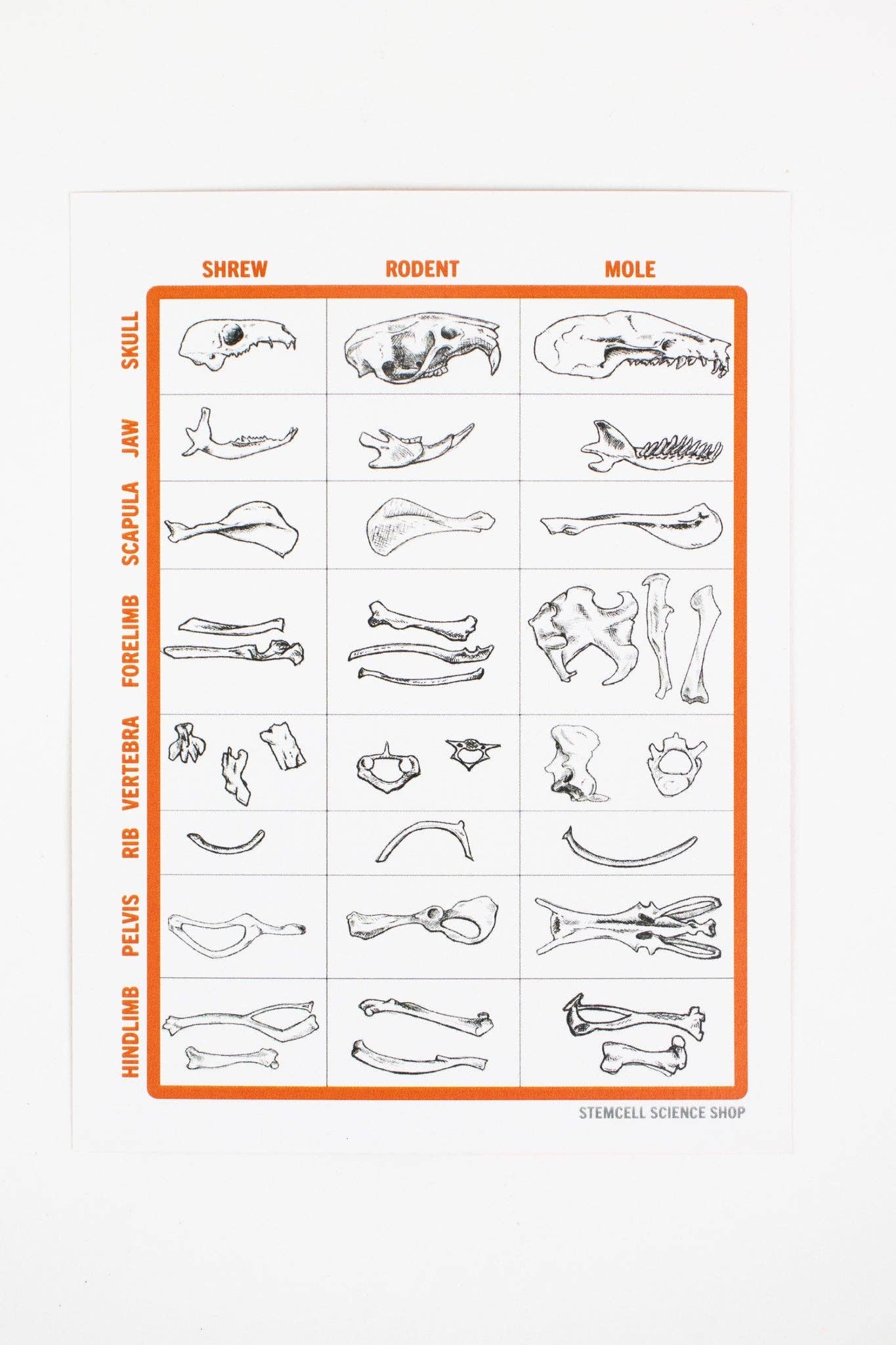 Stemcell Science Shop - Wholesale DIY Craft Kit - Owl Pellet Dissection Kit2
