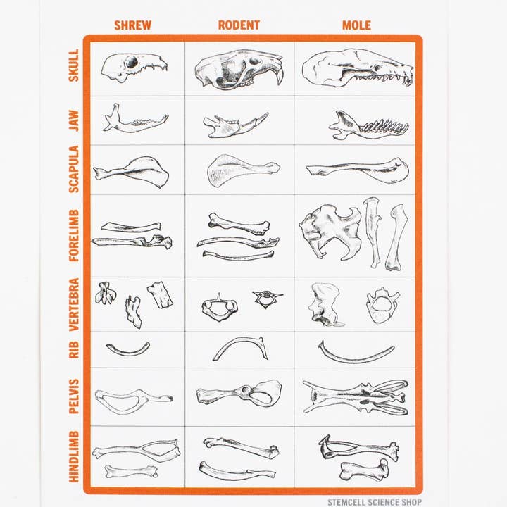 Stemcell Science Shop - Wholesale DIY Craft Kit - Owl Pellet Dissection Kit2