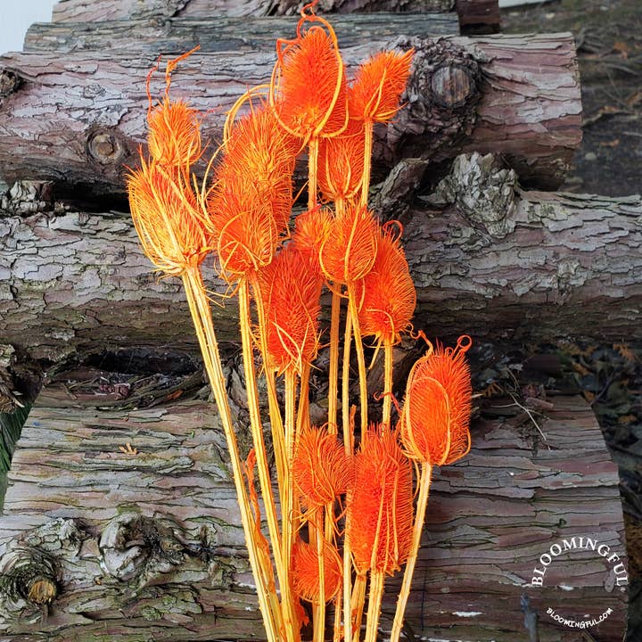Preserved Thistle Teasel Flowers - Orange (004) for wholesale by BLOOMINGFUL.COM