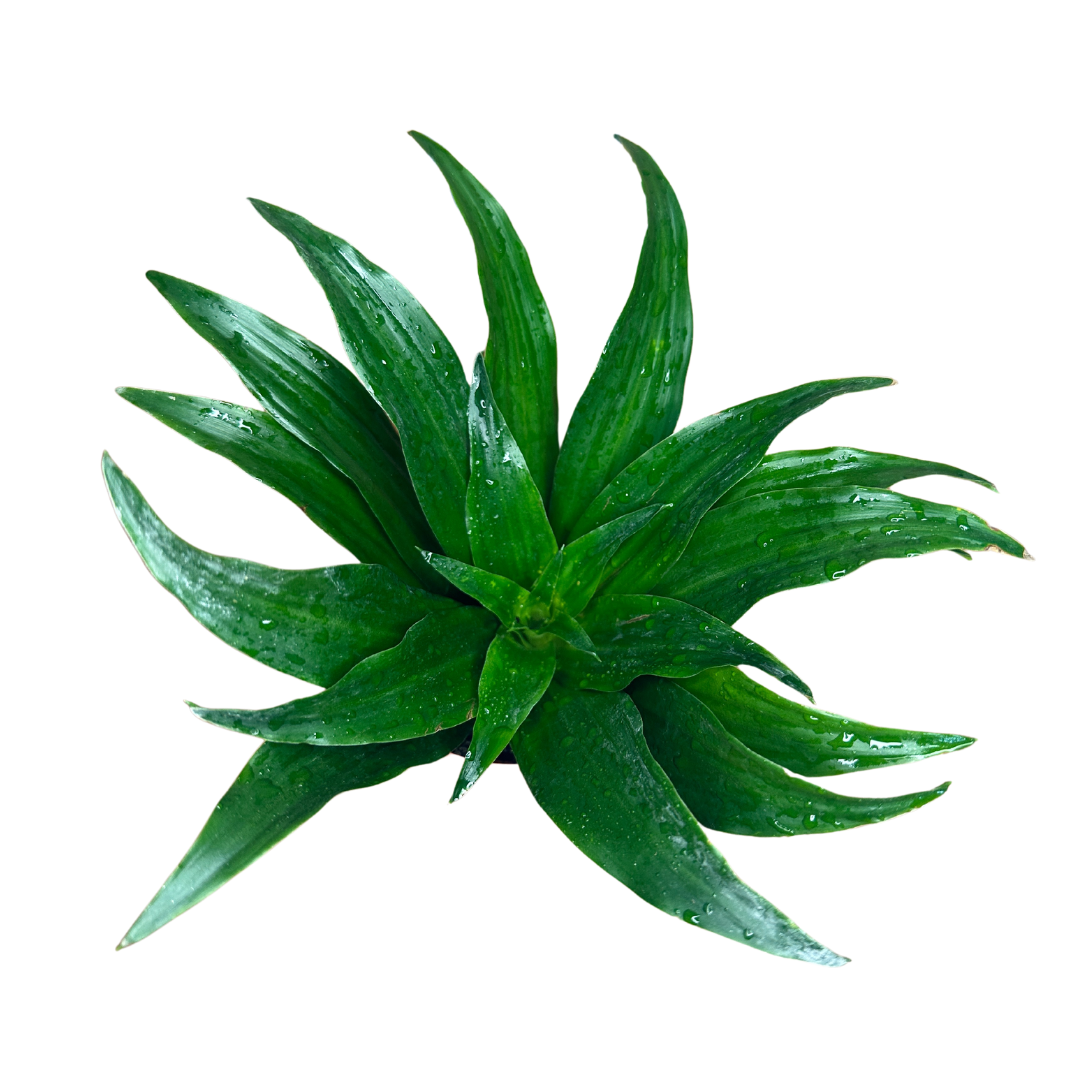 Flow State - Wholesale Live Plant - 4" Dracaena Janet Craig Compacta – Wholesale Live Houseplant3