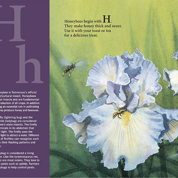 Sleeping Bear Press - Wholesale Book - Kids - A TENNESSEE picture book: V is for Volunteer