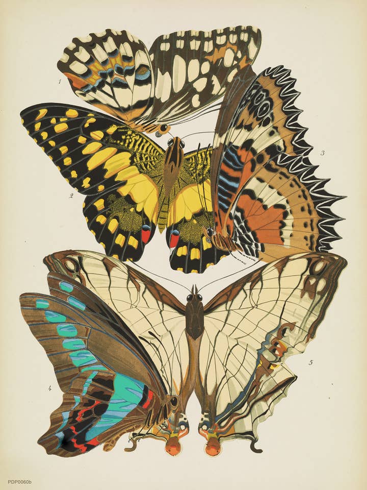 Plate 9, from Papillons, pub. 1925 by Émile-Allain Séguy 30x40cm Art Print for wholesale by On The Wall Art Ltd