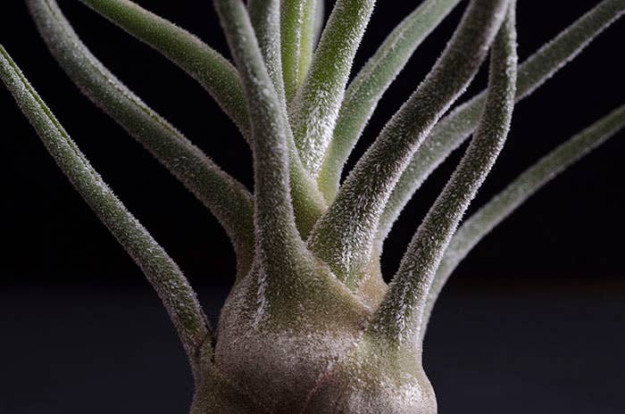 The Artizan Way - Vente Plante - Tillandsia Pruinosa Colombia - Silver Rare Air Plant4