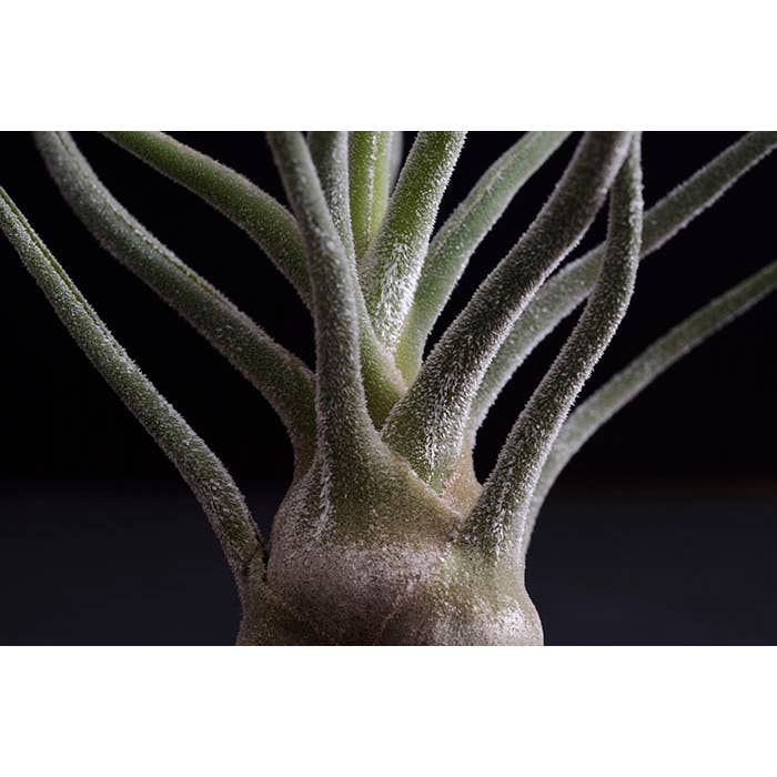 The Artizan Way - Vente Plante - Tillandsia Pruinosa Colombia - Silver Rare Air Plant4