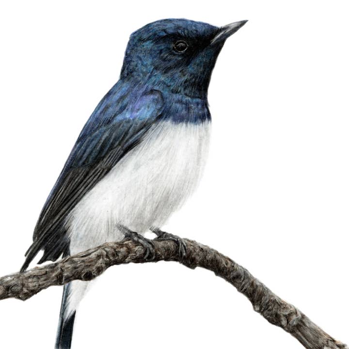 "Iridescence" Satin Flycatcher Backyard Bird Fine Art Print for wholesale by Jenna Chartrand Coloured Pencil Fine Artist
