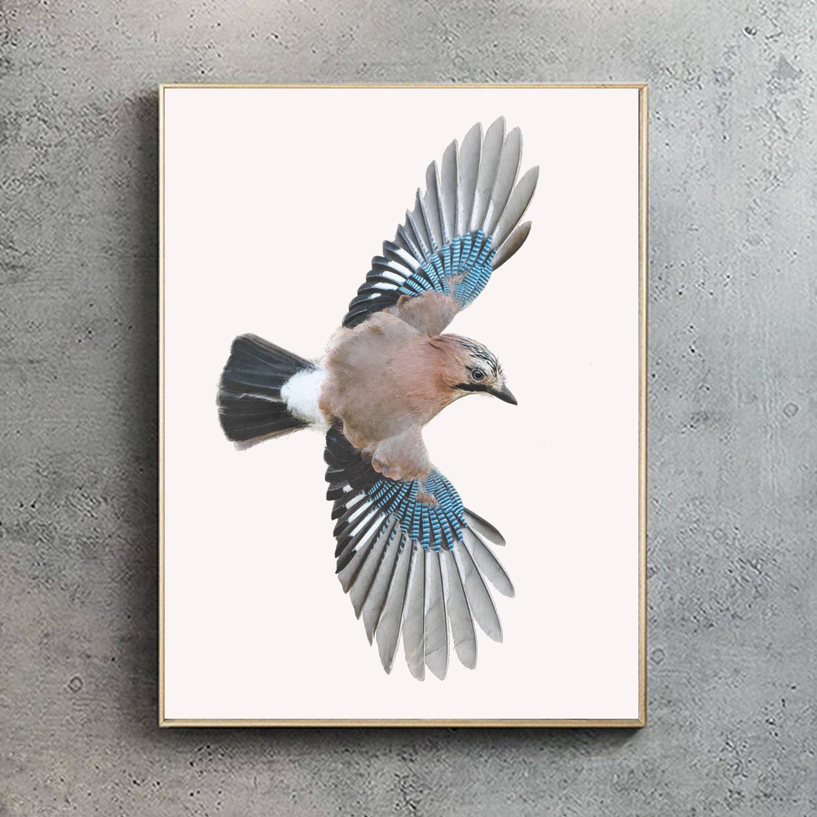 Hidden Planet - Wholesale Art Print - Eurasian Jay | Eurasian Jay Print | Jay Print
