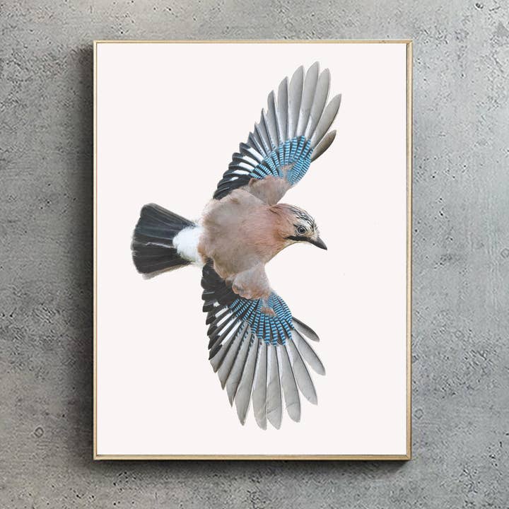 Eurasian Jay | Eurasian Jay Print | Jay Print for wholesale by Hidden Planet