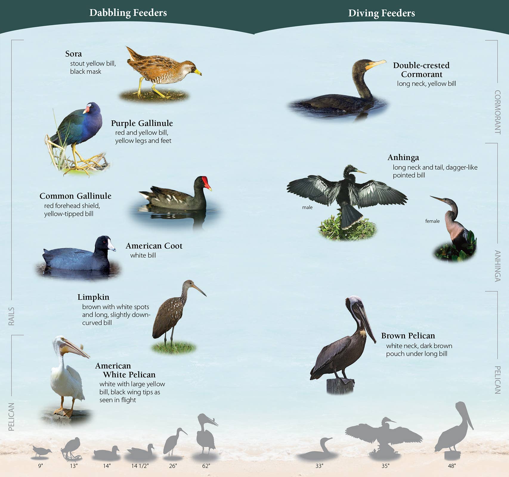 AdventureKEEN - Wholesale Nature & Outdoors - Shorebirds of Southeast & Gulf Quick Guide3