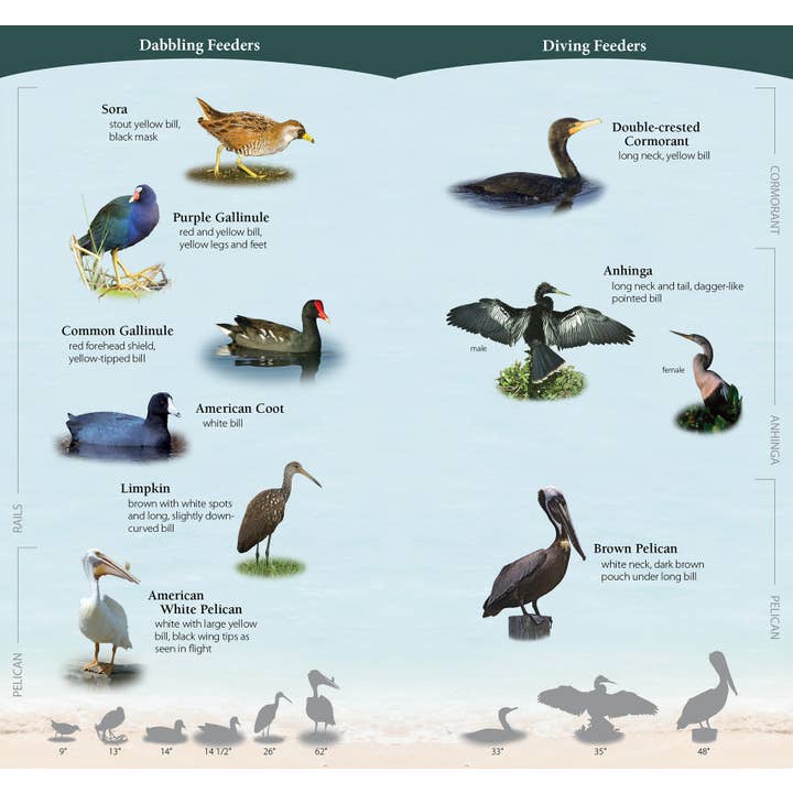 AdventureKEEN - Wholesale Nature & Outdoors - Shorebirds of Southeast & Gulf Quick Guide3