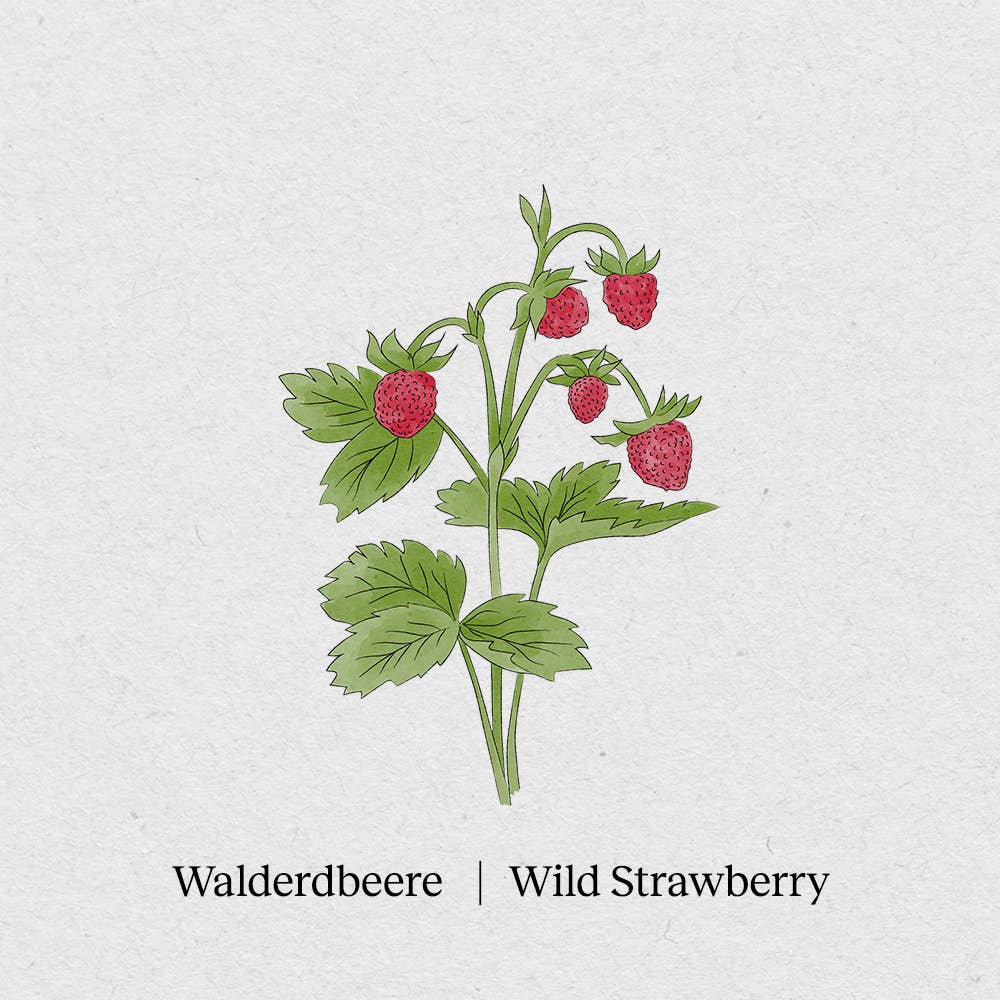 BerlinGreen - Wholesale Plant Seeds - wild strawberry