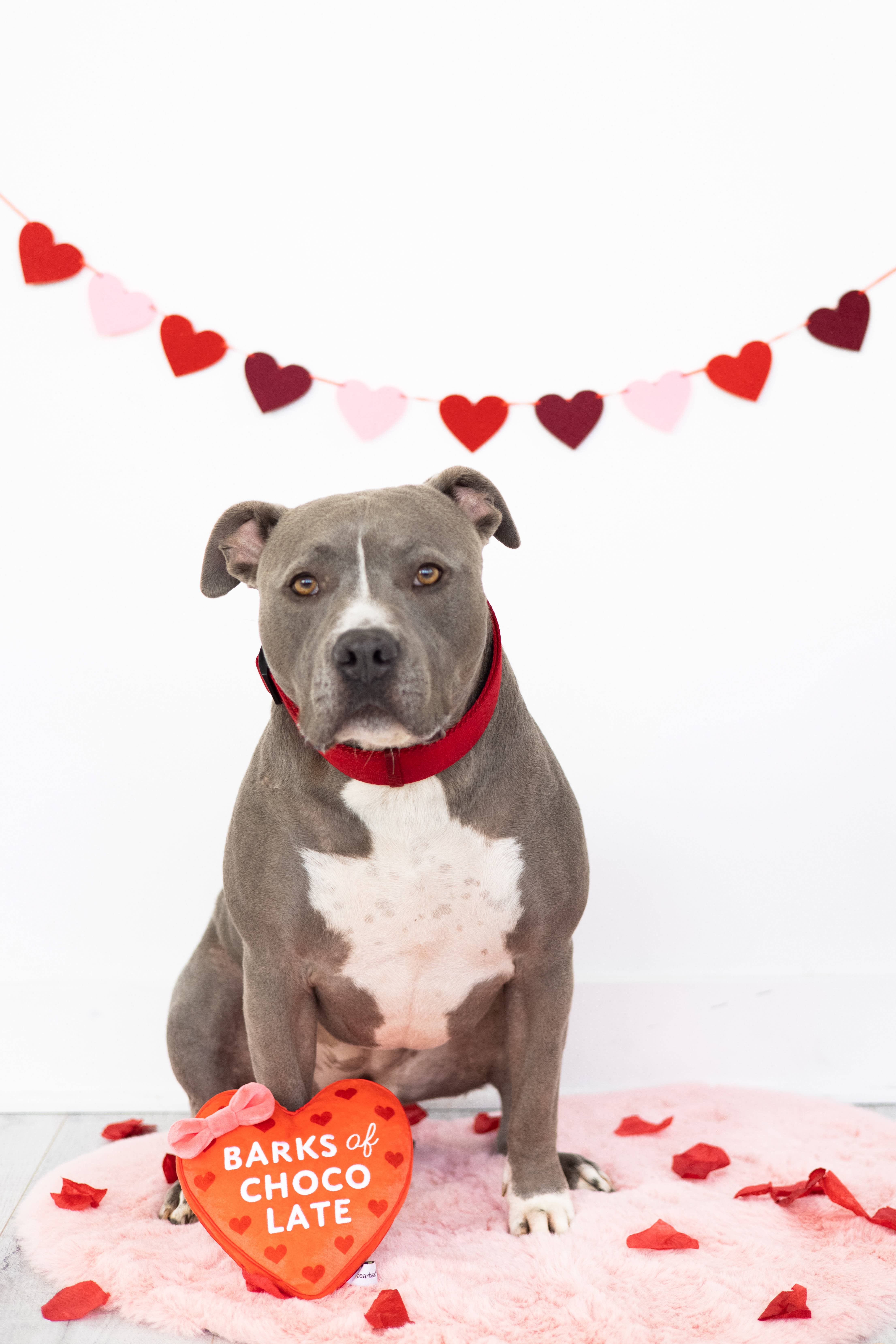 Pearhead - Wholesale Pet Plush Toy - Dog - Barks of Chocolate Plush Dog Toy1